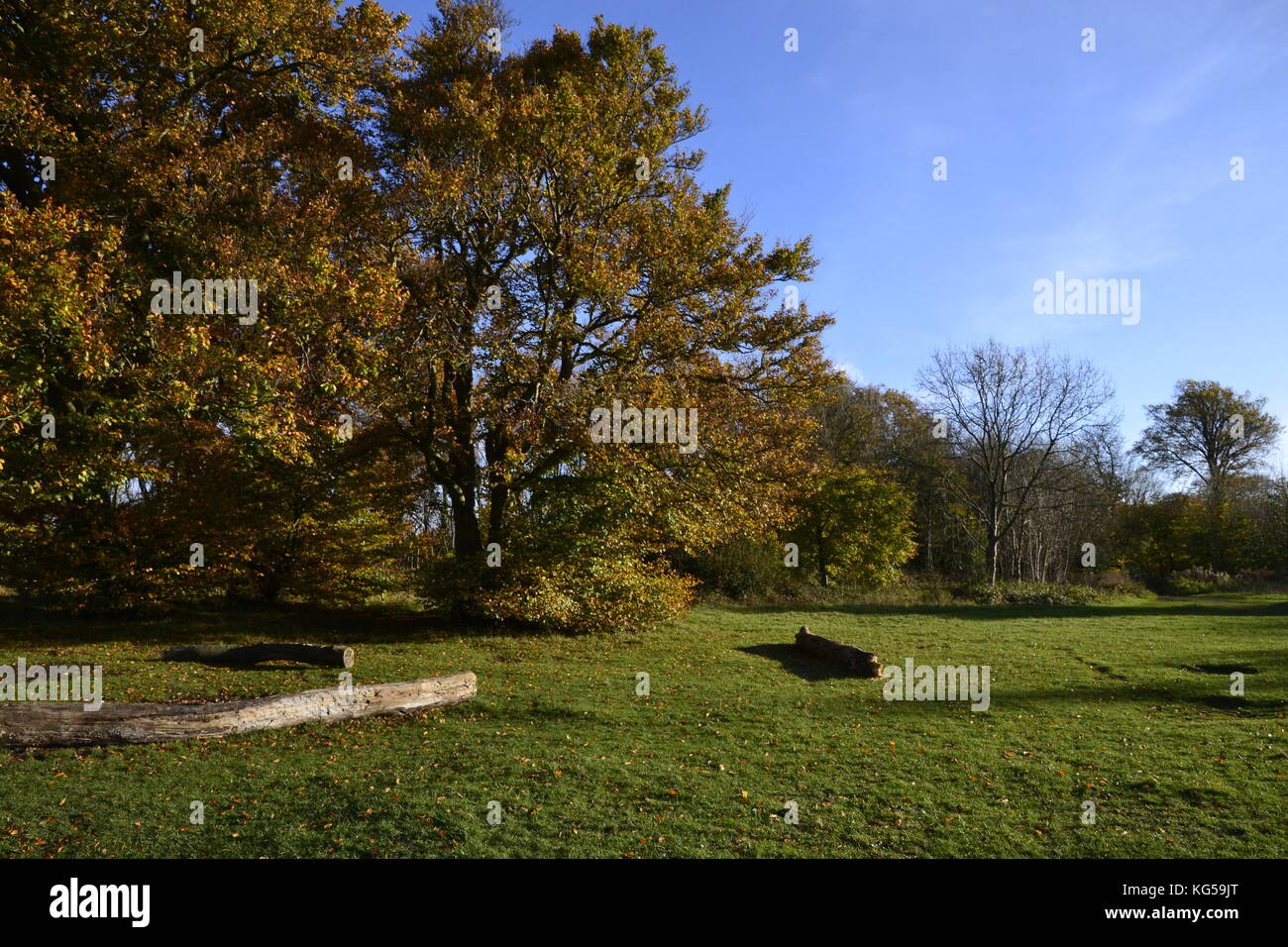 Posto a sedere sul Ridgeway Path, Whiteleaf Hill. Whiteleaf Woods, Buckinghamshire, Regno Unito. Autunno, Chilterns Foto Stock