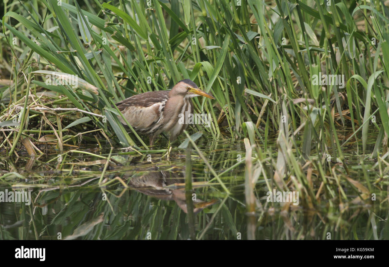 Un raro bittaro (Ixobrychus minutus) a caccia di cibo nelle canne nel Regno Unito. Foto Stock