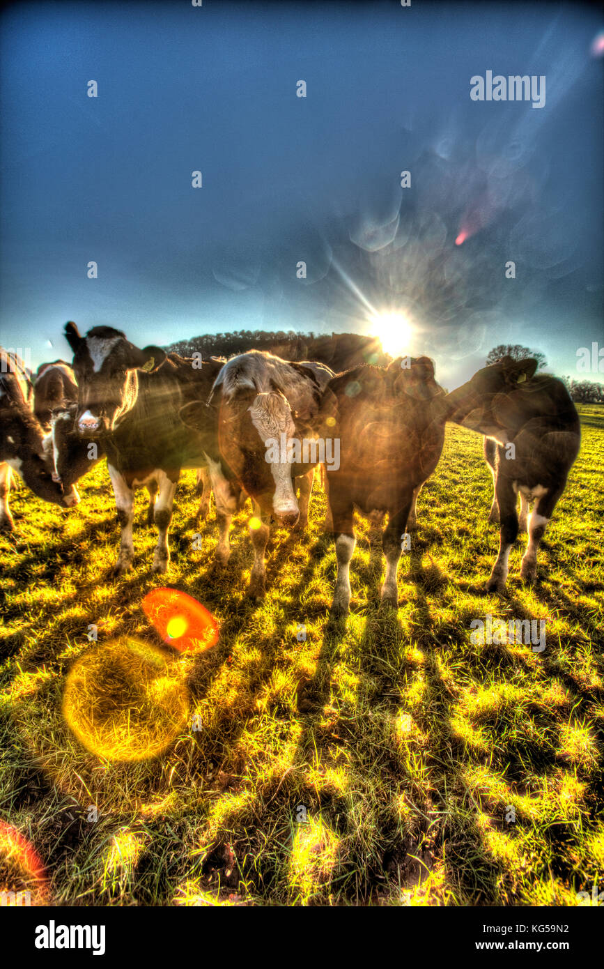 Sentiero di pietra arenaria, Cheshire, Inghilterra. silhouette di bestiame visto dal sentiero di pietra arenaria. Foto Stock