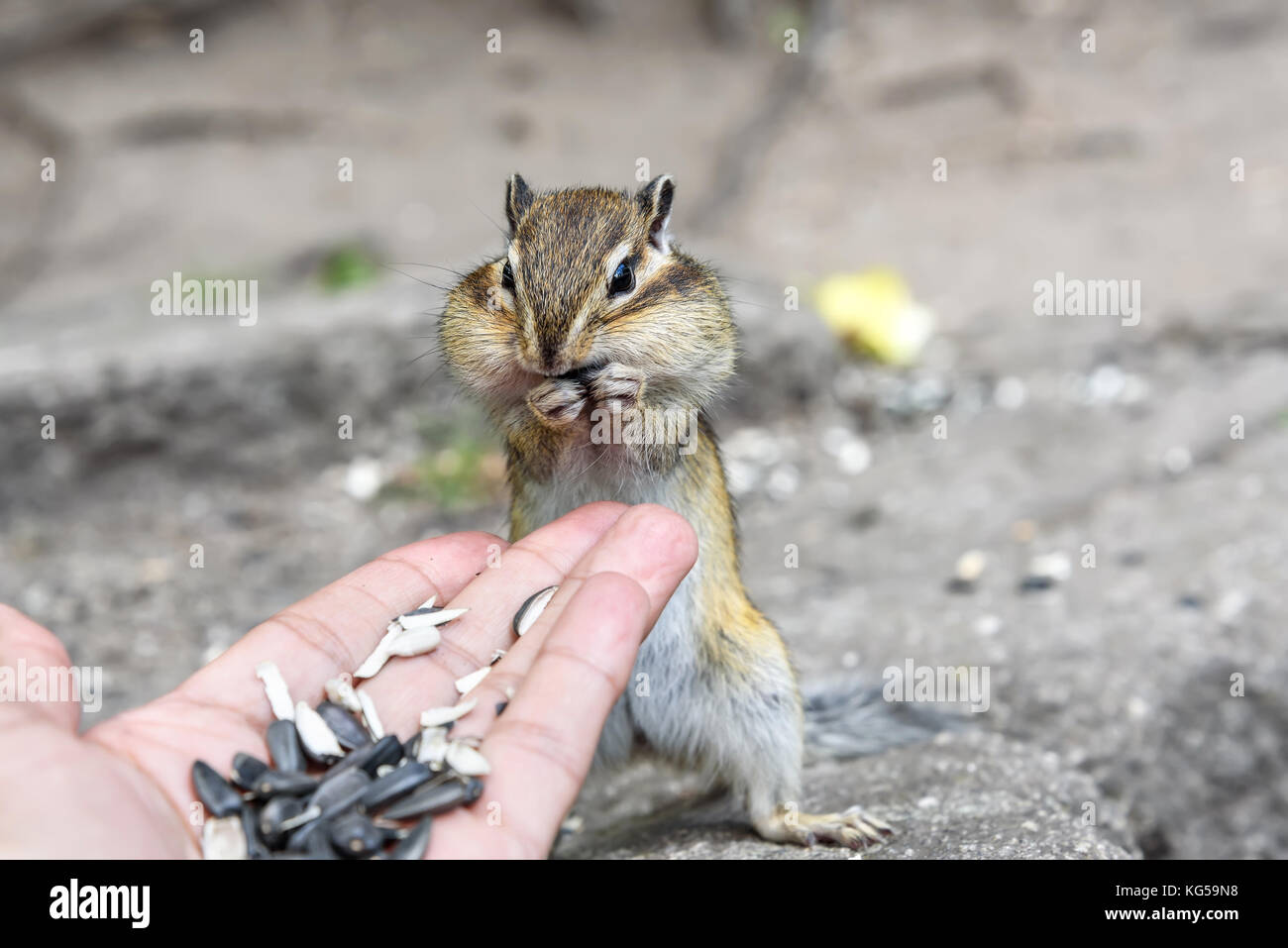 Un po' carino Scoiattolo striado sorge e si nutre di semi di girasole dalla sua mano Foto Stock