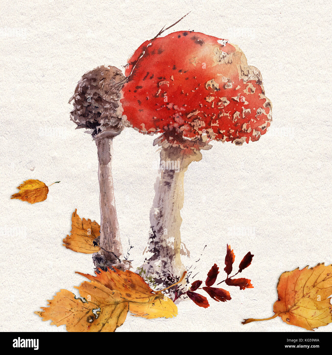 Fungo amanita acquerello disegno a mano Foto Stock