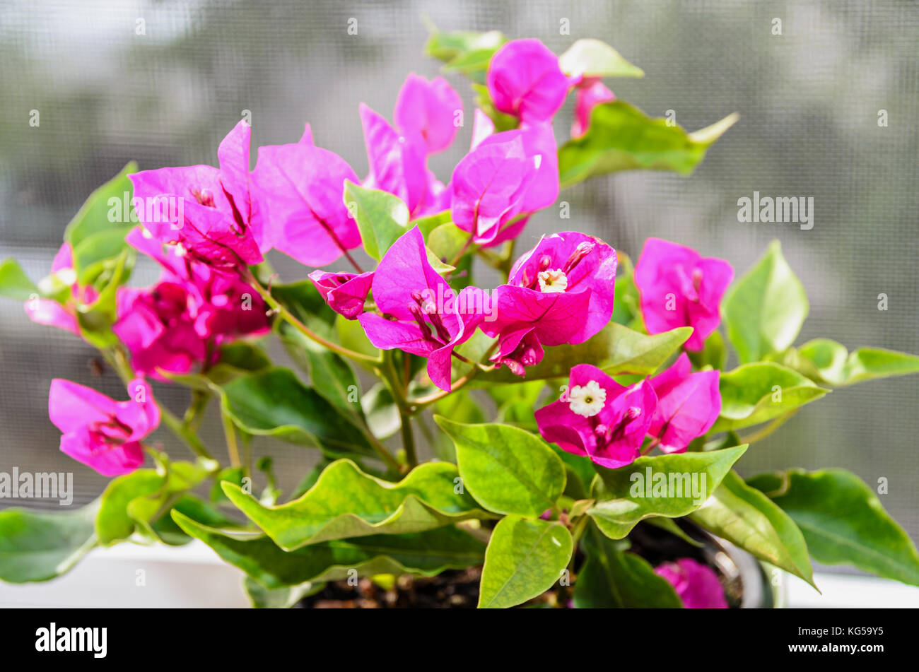 Bouganville ramo di rosa fiori, fiori di carta con foglie di colore verde  Foto stock - Alamy