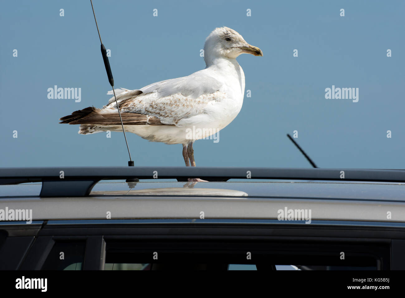 Giovani aringhe Gull si fermò sulla sommità di una vettura in cima di una scogliera parcheggio auto Foto Stock