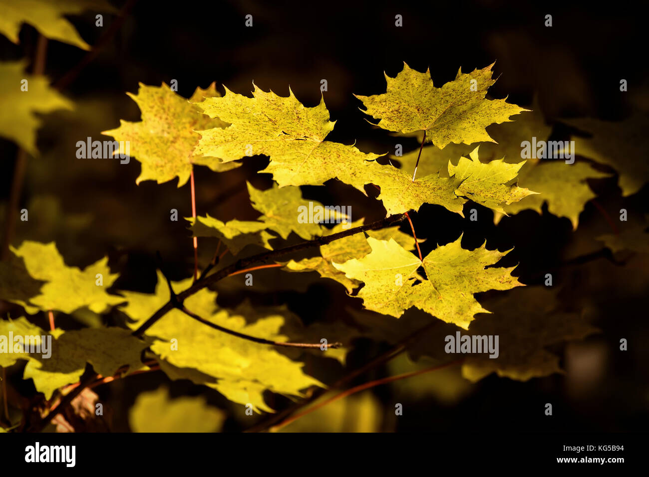 Abstract autunno sfondo naturale con golden foglie di acero in luce del sole sullo sfondo scuro Foto Stock