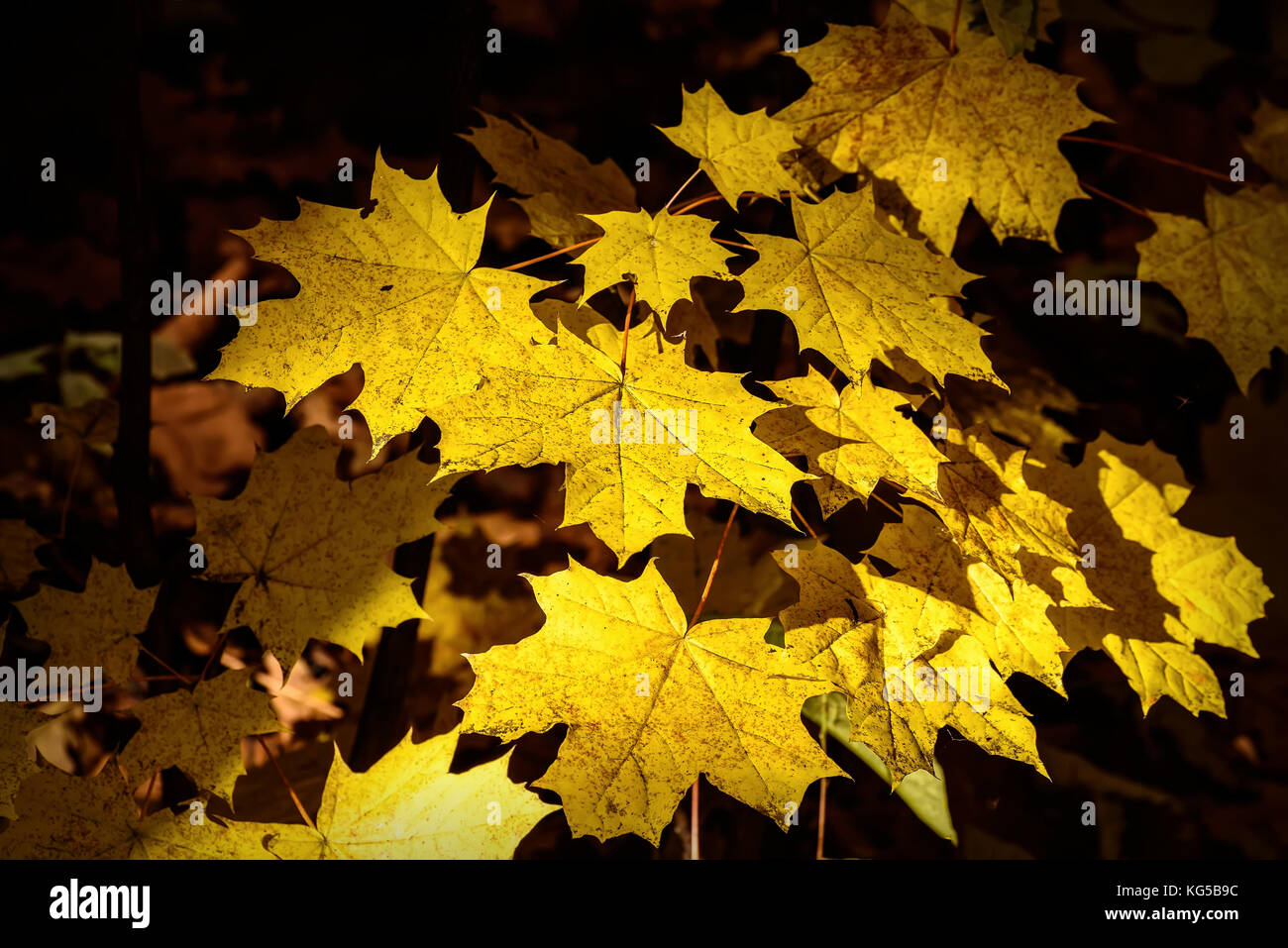 Abstract autunno sfondo naturale con golden foglie di acero in luce del sole sullo sfondo scuro Foto Stock