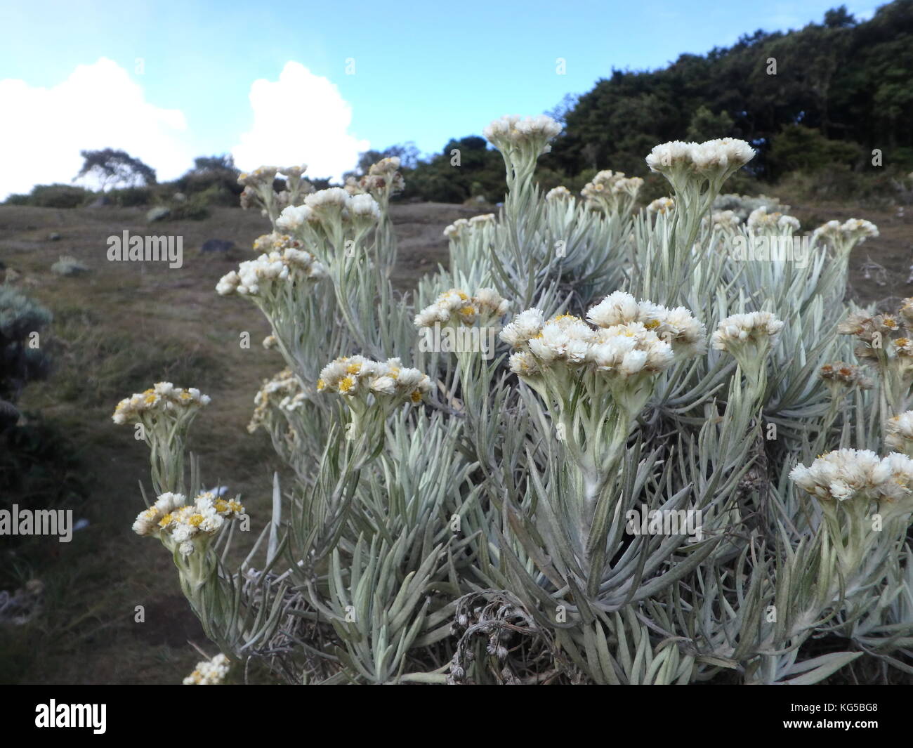Indonesiano Edelweiss in montagna Foto Stock