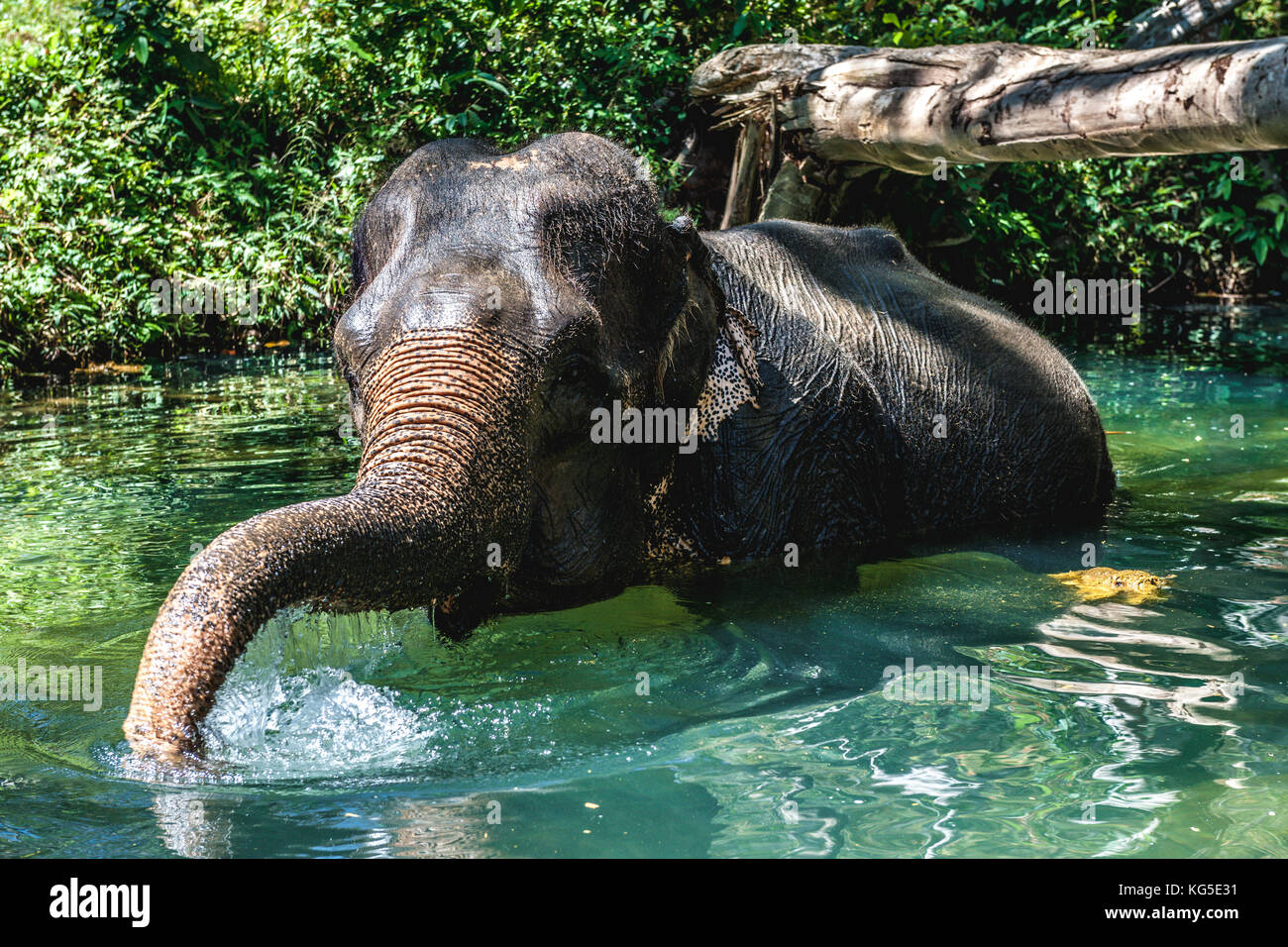 Un adulto o asiatico Elefante asiatico (Elephas maximus) a fare il bagno in un fiume nella giungla della Thailandia Foto Stock