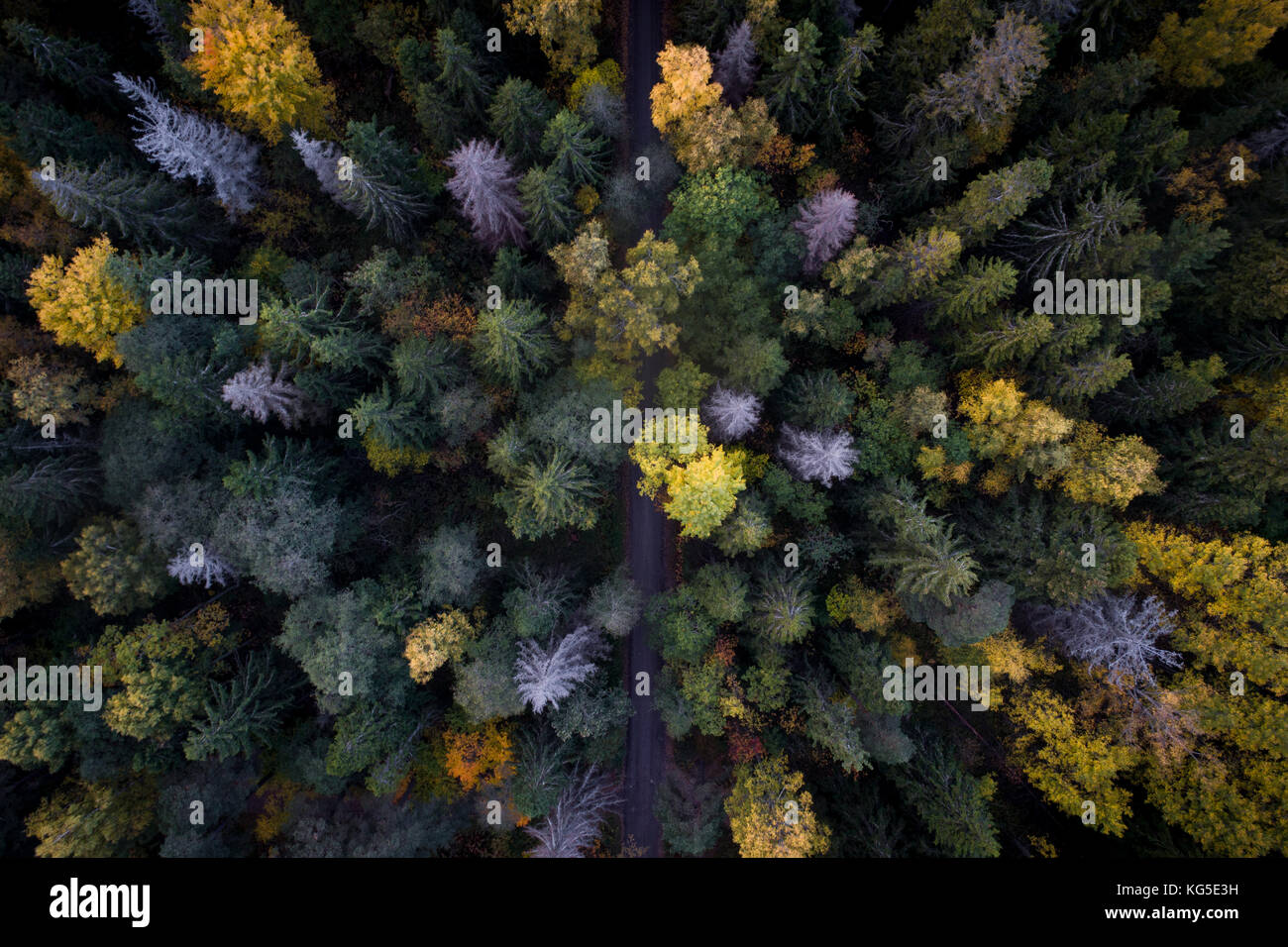 Vista aerea di colorati caduta delle foglie della foresta boreale in Ruissalo, Turku, Finlandia Foto Stock