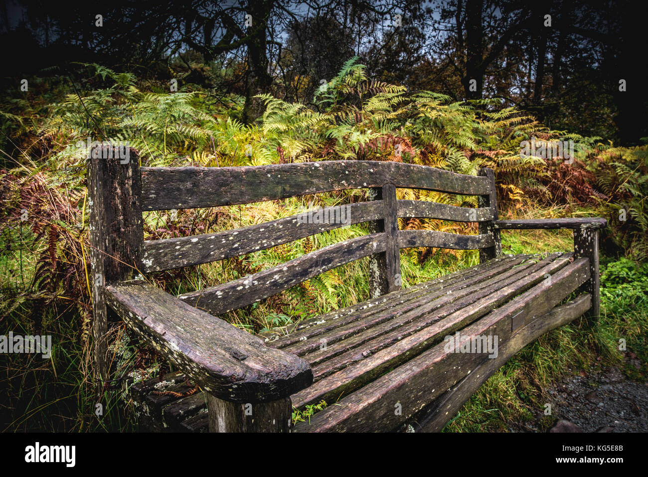 Autunno scende su di bosco in prossimità di Coniston nel Parco Nazionale del Distretto dei Laghi, Cumbria Foto Stock