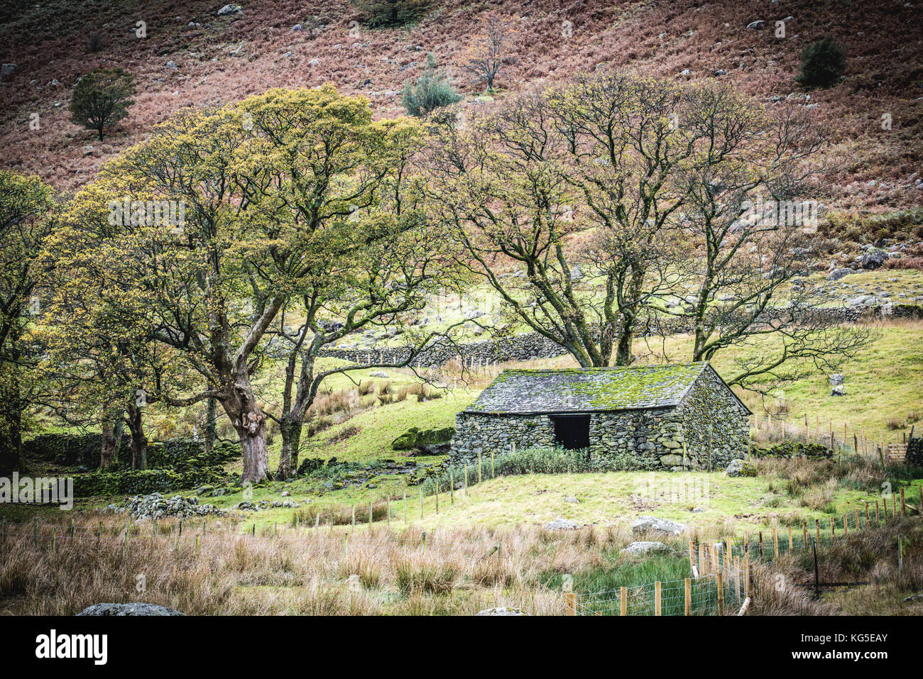 Autunno scende su di bosco in prossimità di Coniston nel Parco Nazionale del Distretto dei Laghi, Cumbria Foto Stock