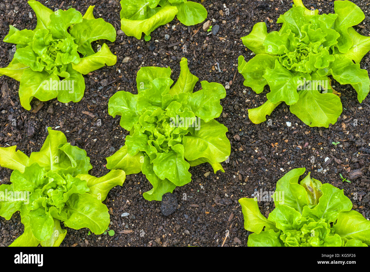 Foglia verde le lattughe sono un gruppo di cultivar di lattuga con foglie verdi. Foto Stock