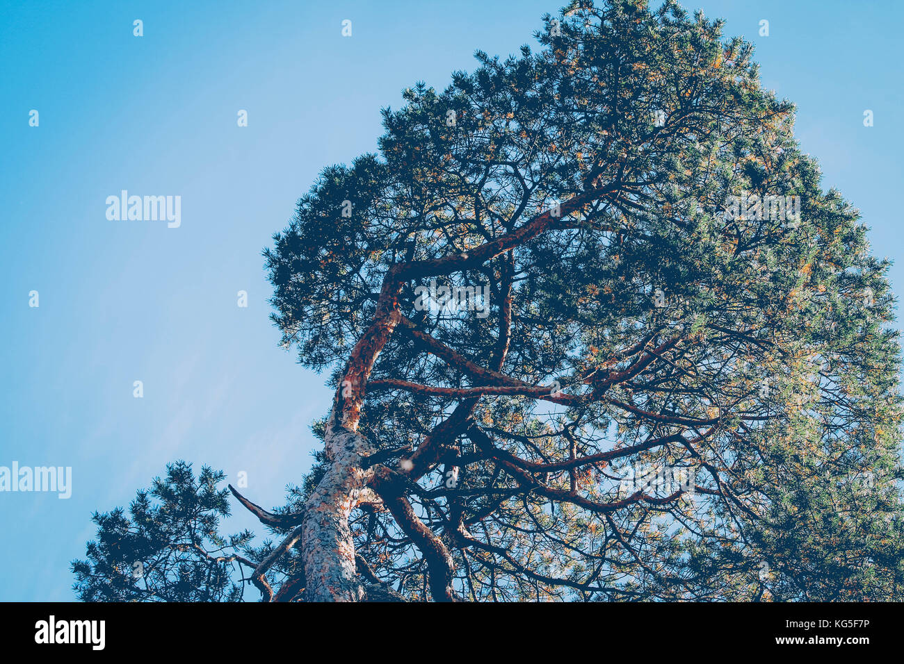 Albero, bassa angolazione Foto Stock