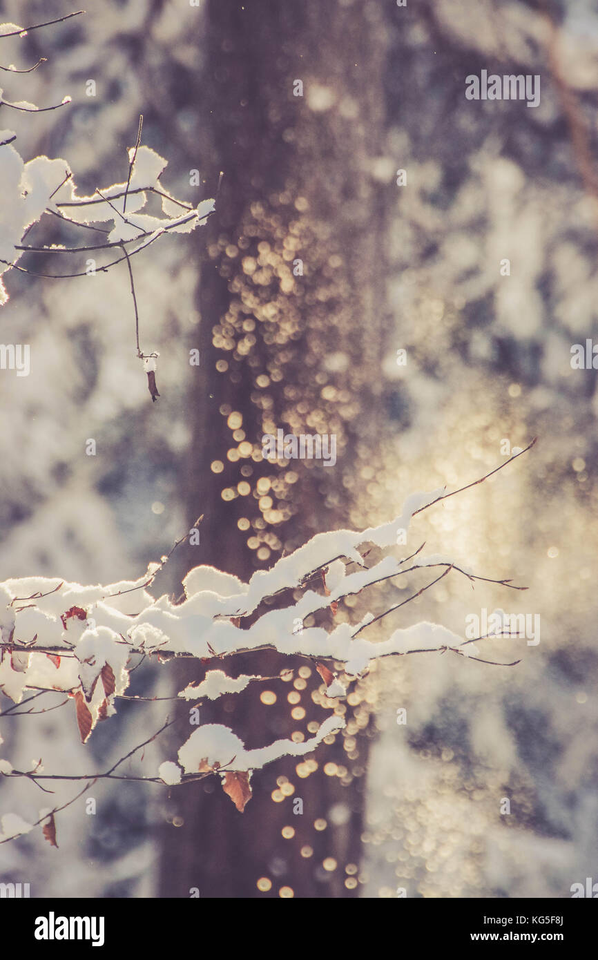 Foresta, inverno, neve glitter Foto Stock