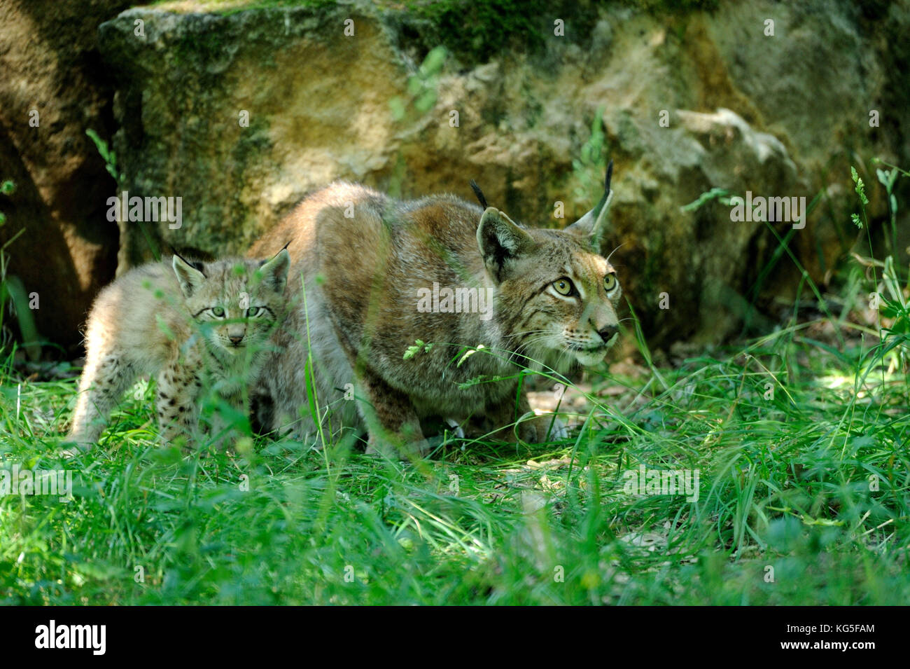 Eurasian, Lynx Lynx lynx, madre animale, giovane animale, Foto Stock