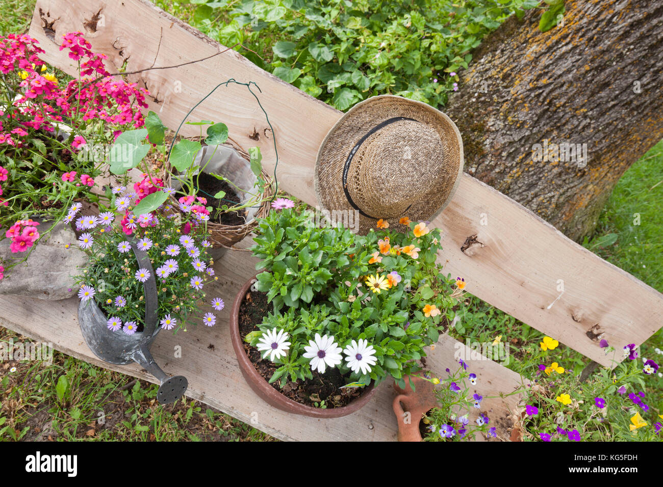 Ciotole di fiori e il cappello di paglia sulla panchina da giardino Foto Stock