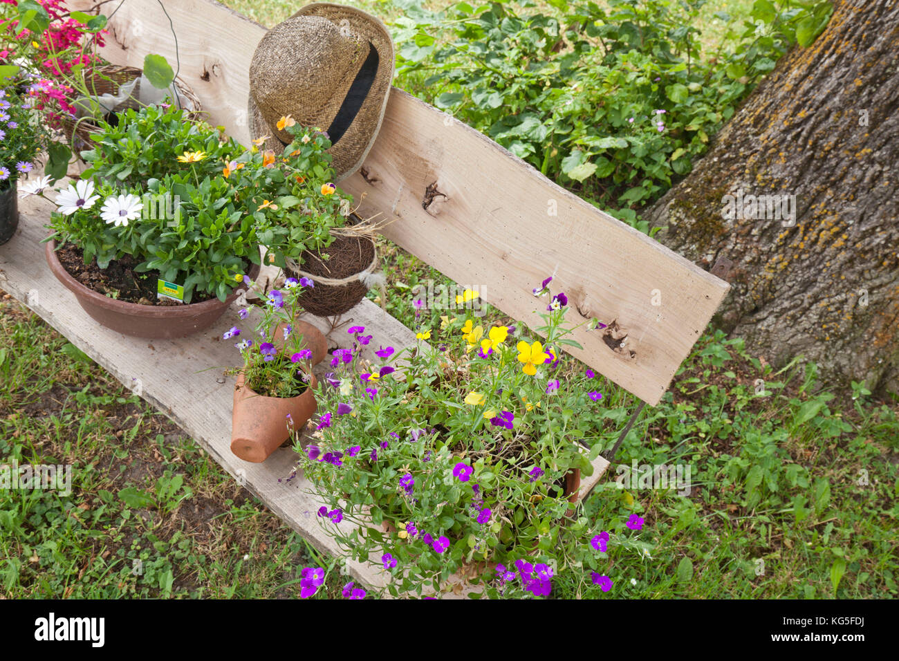 Ciotole di fiori e il cappello di paglia sulla panchina da giardino Foto Stock