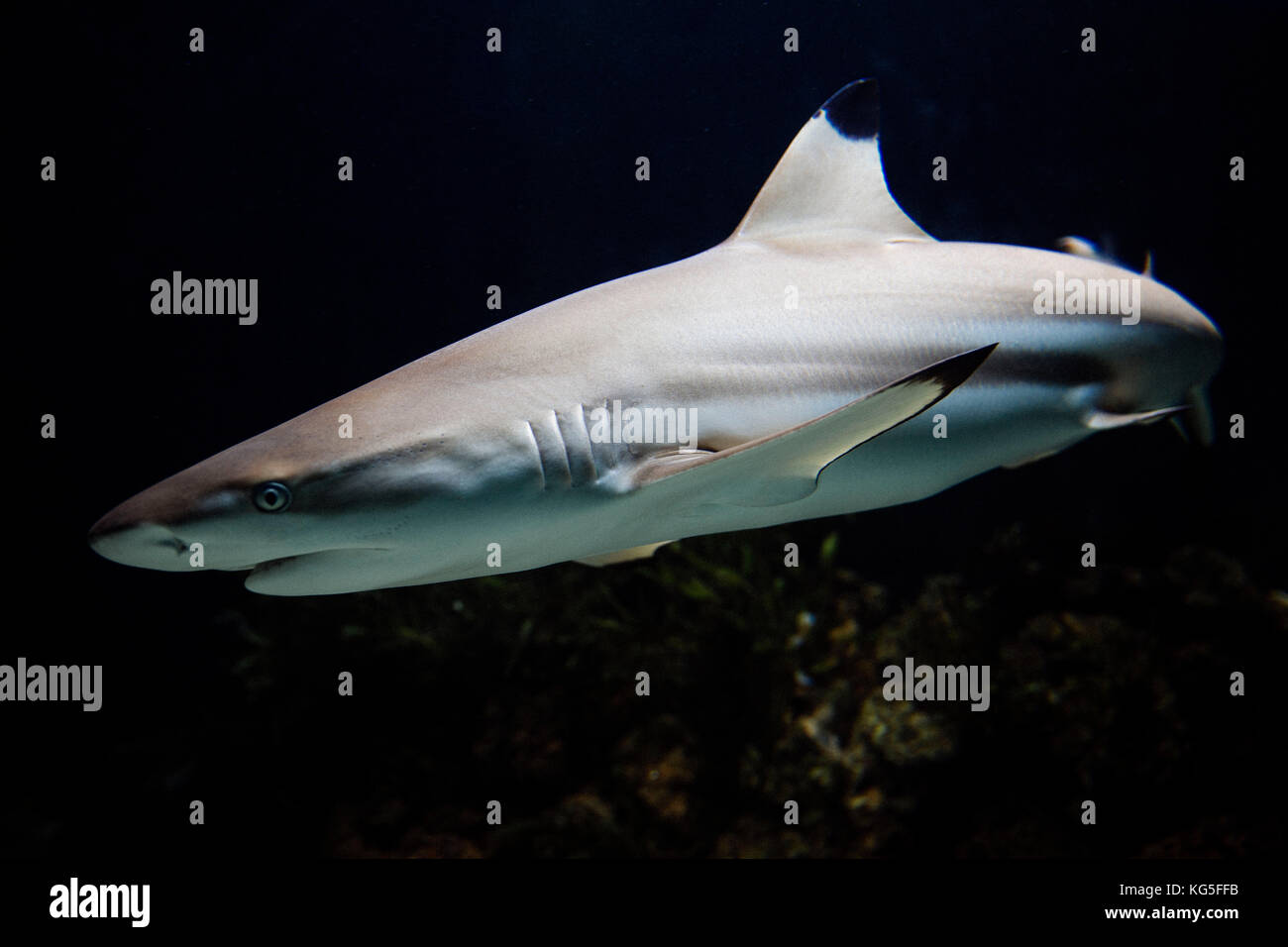 Shark nuota sotto l'acqua, close-up, Selachii Foto Stock