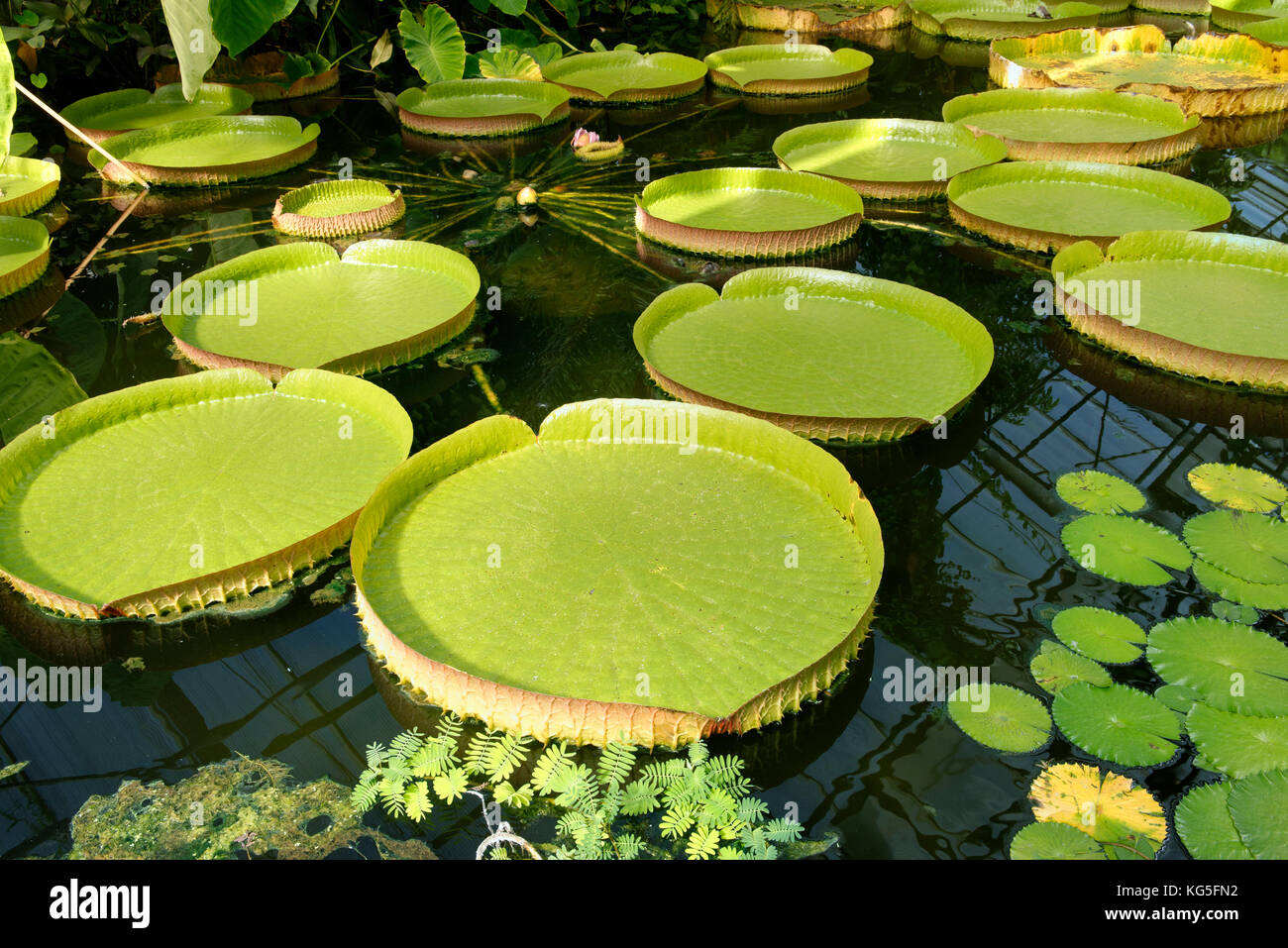 Giglio di acqua foglie, giardino botanico, Bonn, RENANIA DEL NORD-VESTFALIA, Germania Foto Stock