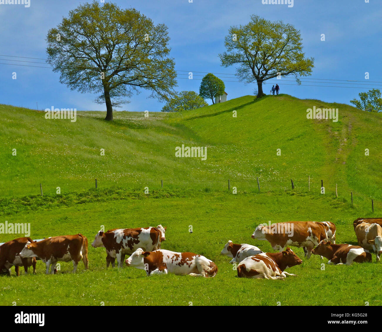 In Germania, in Baviera, allevamento di bestiame in Aidlinger Höhe, recinzione di pascolo, Riegsee, cappella, Wanderer, alberi, blu cielo, molla Foto Stock