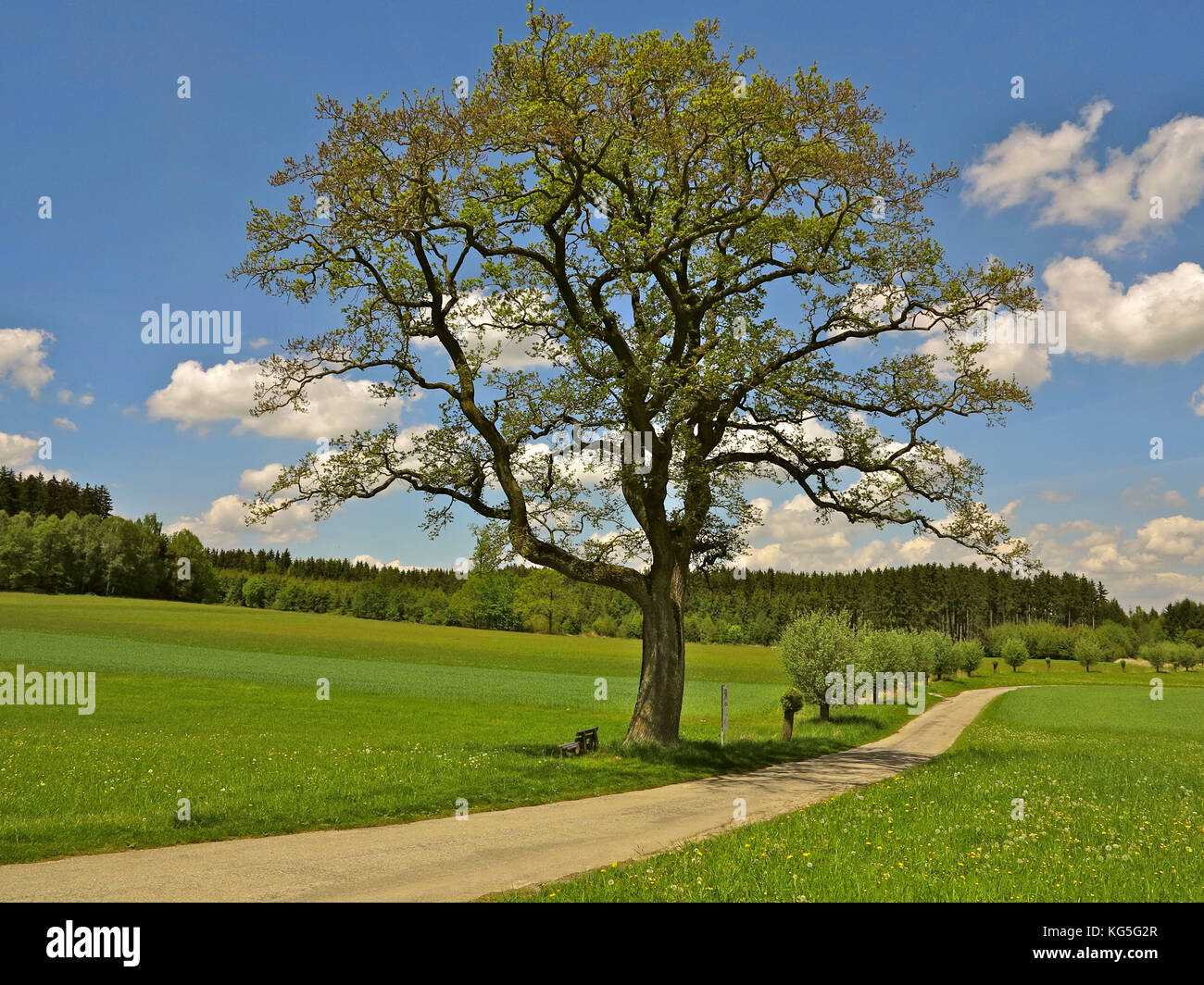 In Germania, in baviera, vicino germering, albero, rovere, prato, pista ciclabile e sentiero, molla Foto Stock