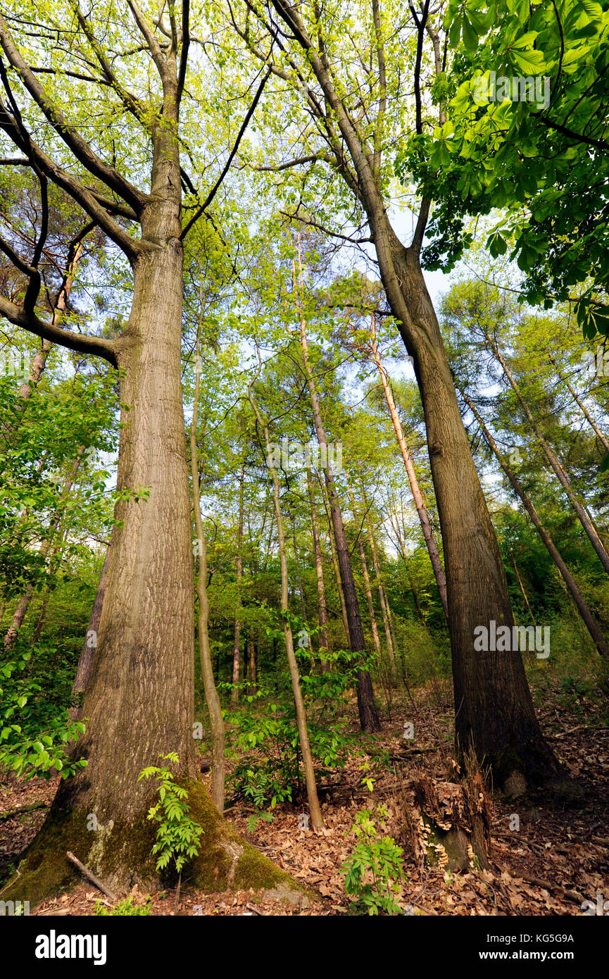 Misto di latifoglie foresta con unione faggi, castagni, larici e legno di latifoglie e arbusti forestali Foto Stock