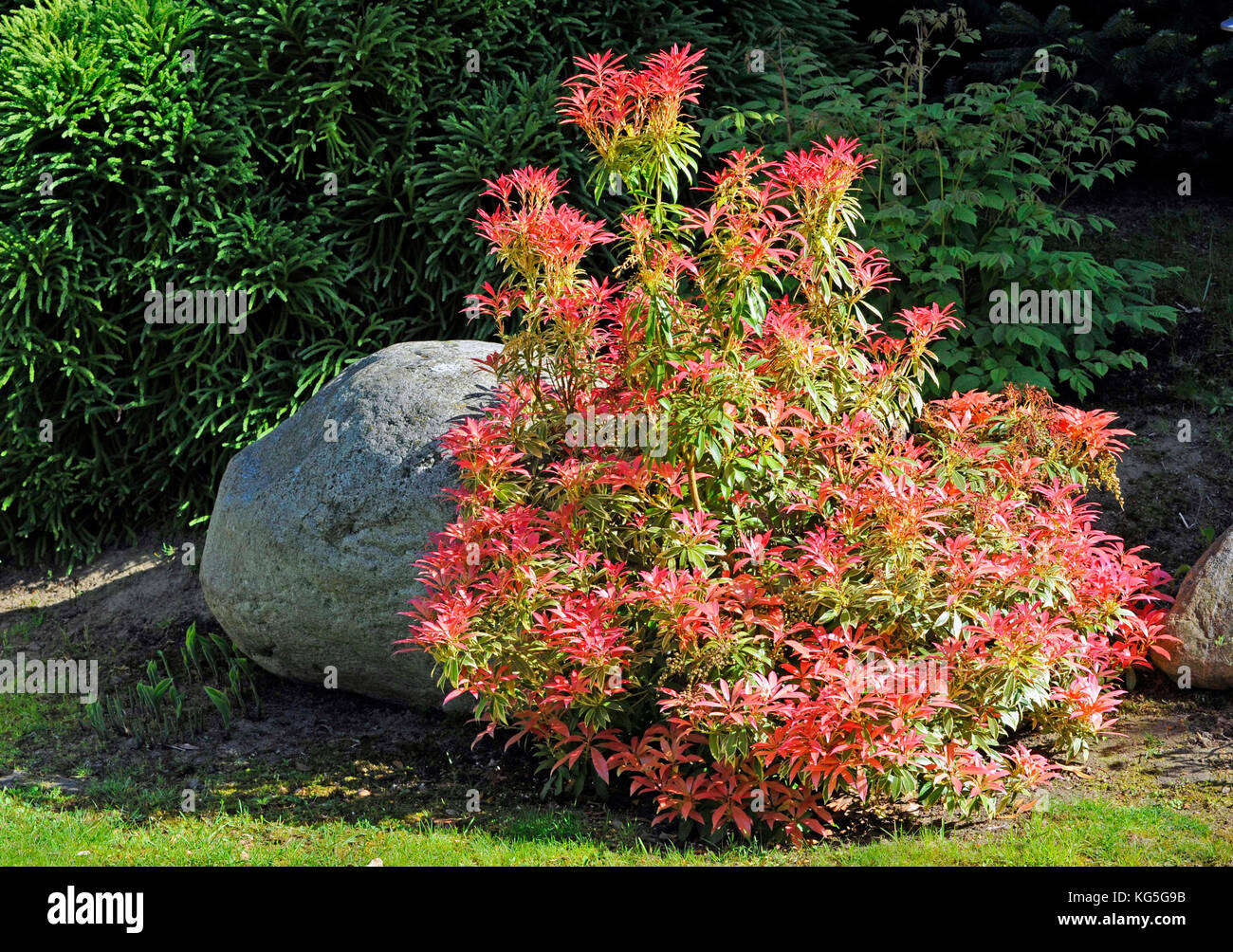 Luminose rosse foglie di bog-rosmarino nel giardino di primavera Foto Stock
