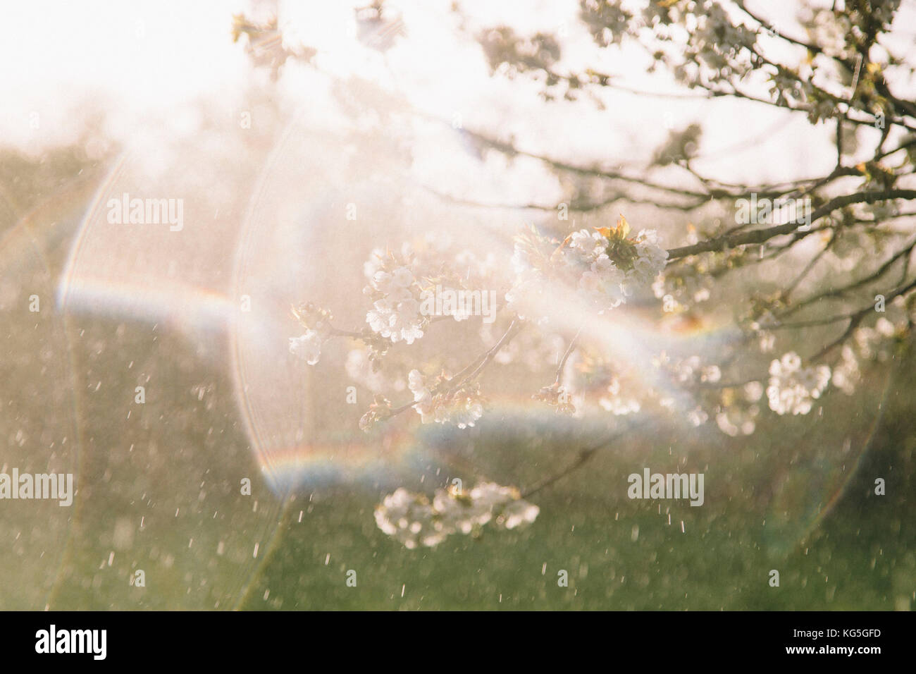 Fioritura ciliegio in sole di primavera con pioggia, Foto Stock