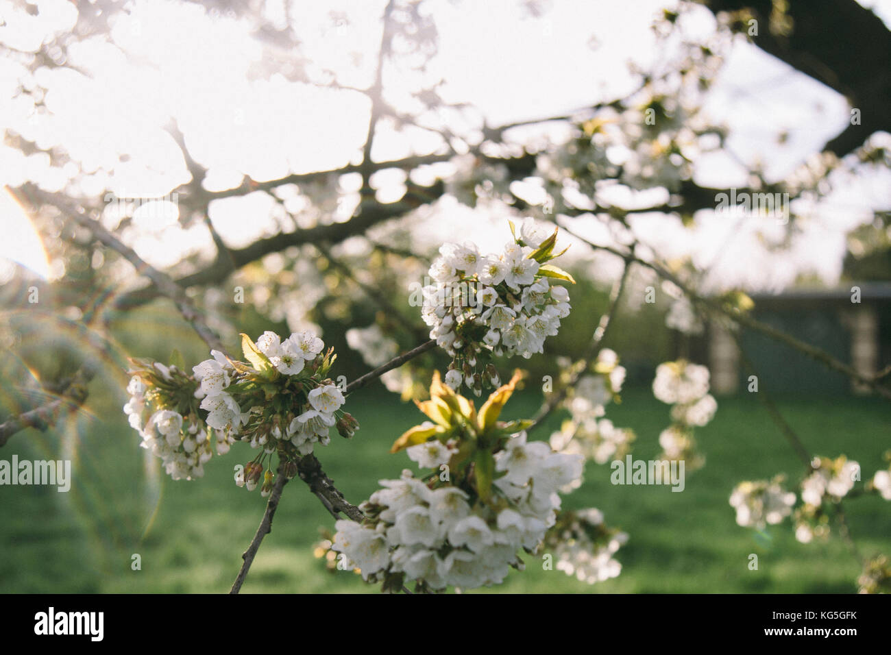 Fioritura ciliegio in sole di primavera con pioggia, Foto Stock