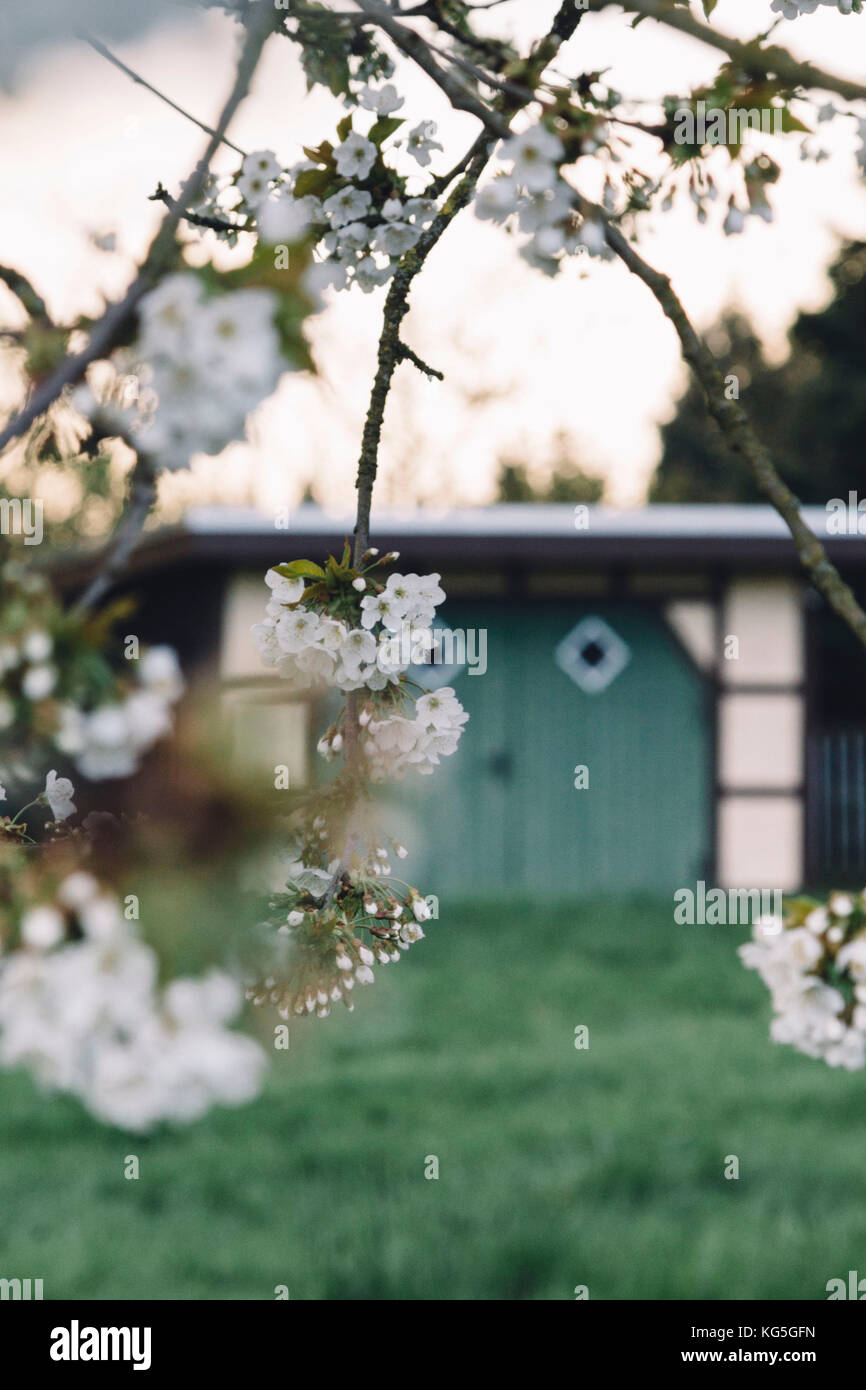 Ciliegi in fiore in primavera sole, Foto Stock