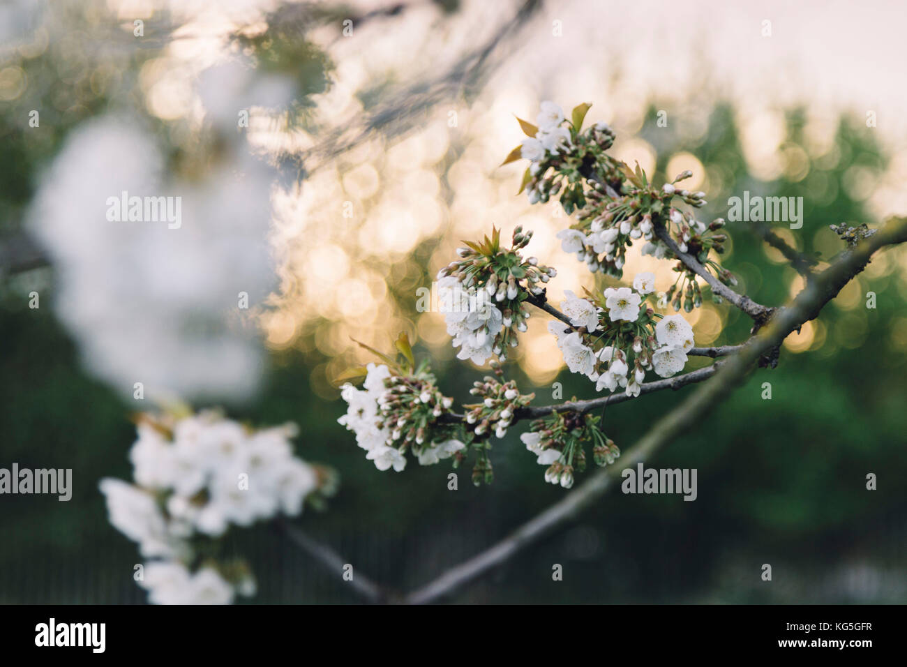 Ciliegi in fiore in primavera sole, Foto Stock
