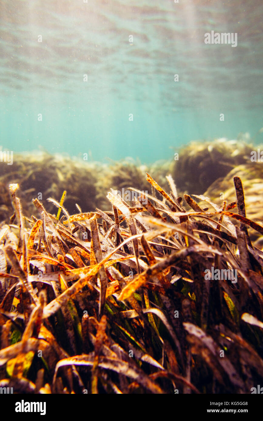 Il paesaggio subacqueo in tutto il Mediterraneo isola di Formentera, Foto Stock
