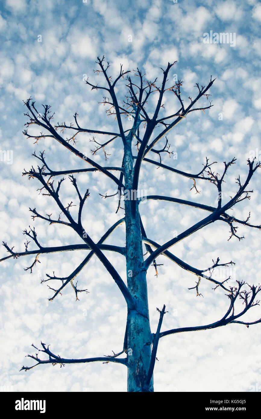 Essiccato agave blossom sull'isola mediterranea di Formentera, Foto Stock