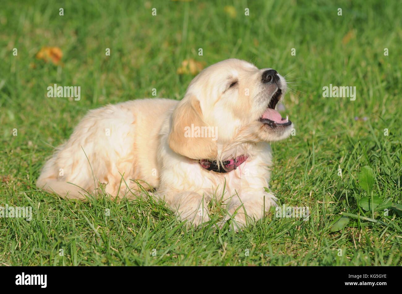 Golden Retriever cucciolo di cane in giardino, close-up Foto Stock