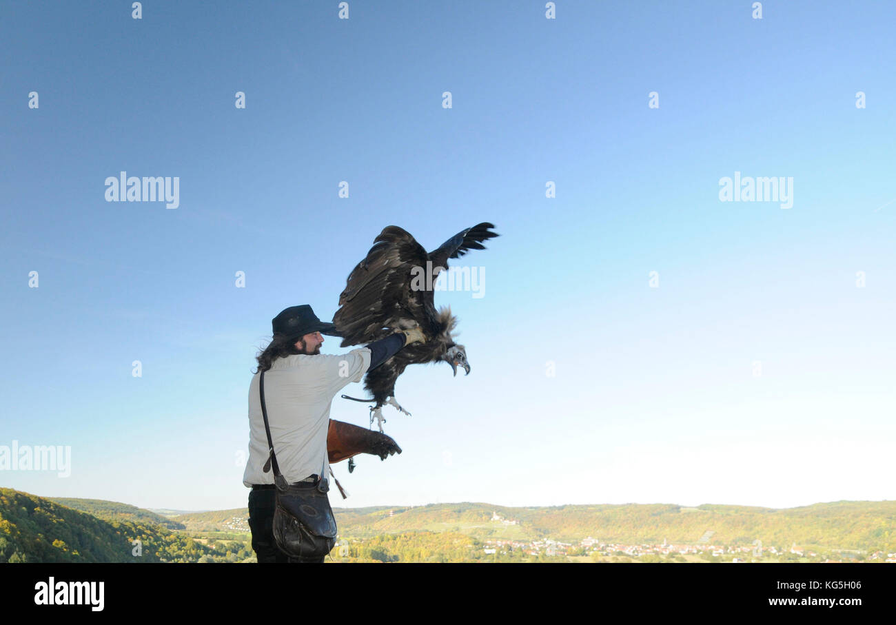 Falconer lasciate avvoltoio monaco fly, rapace dimostrazione, Burg Guttenberg (castello), Neckartal (valle), Baden-Württemberg, Germania Foto Stock