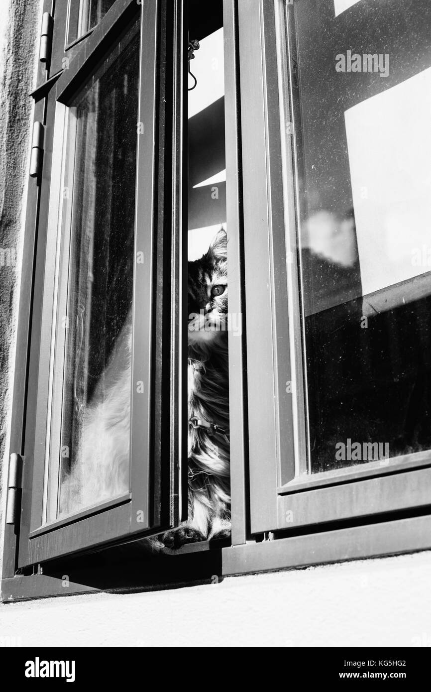 Cat guardando fuori dalla finestra Foto Stock