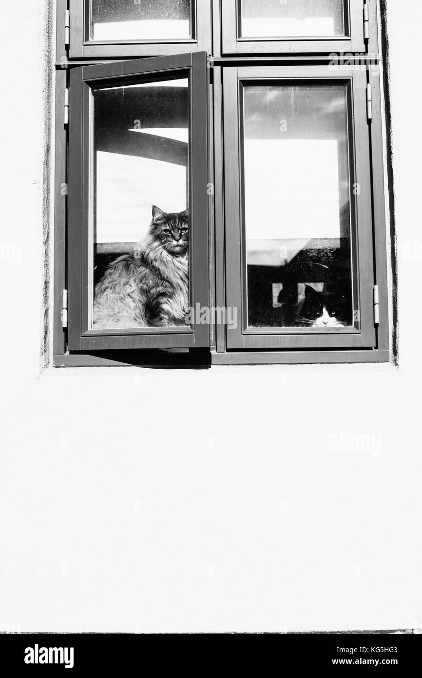 Due gatti guardare fuori dalla finestra Foto Stock