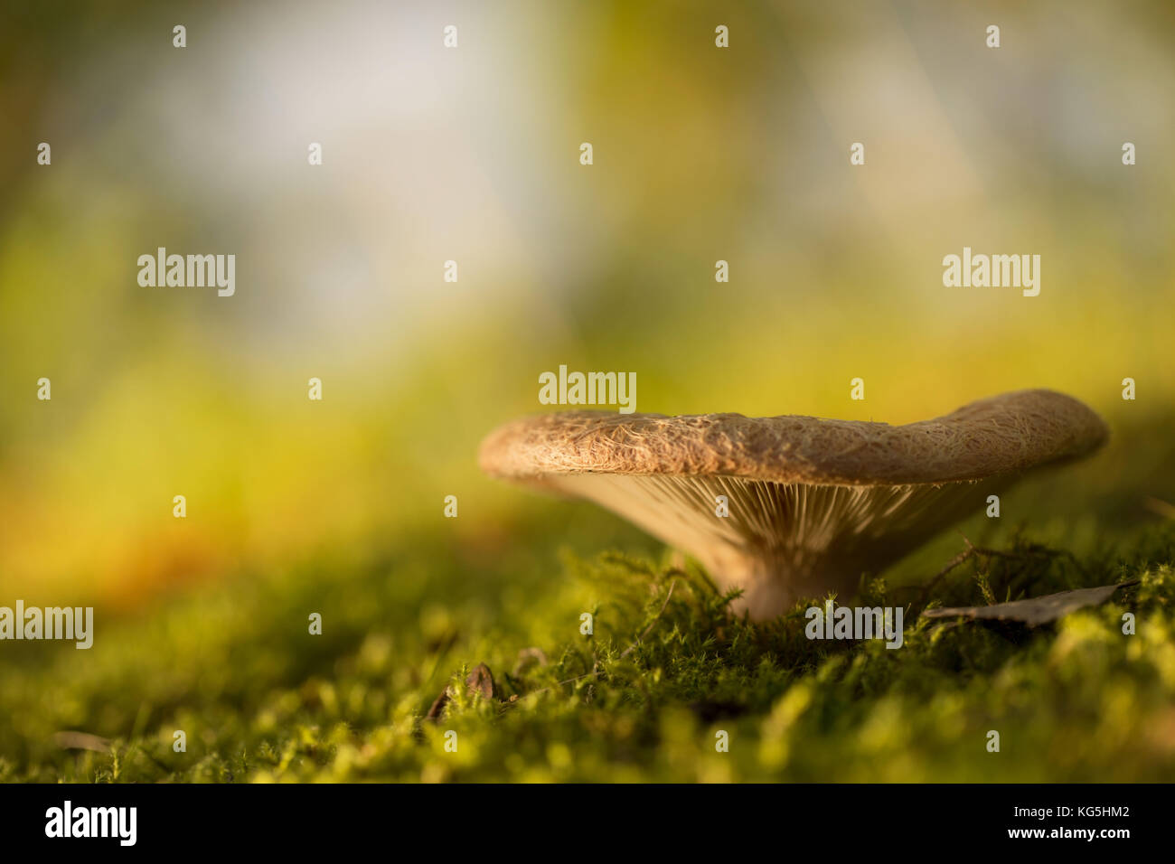 Close-up di fungo singolo, moss in foregroung Foto Stock