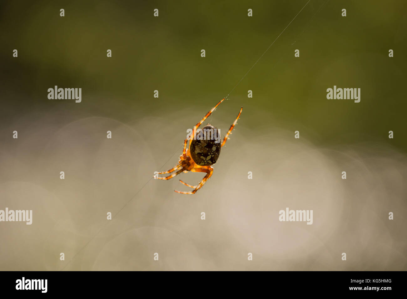 Araneus diadematus, cross orbweaver Foto Stock