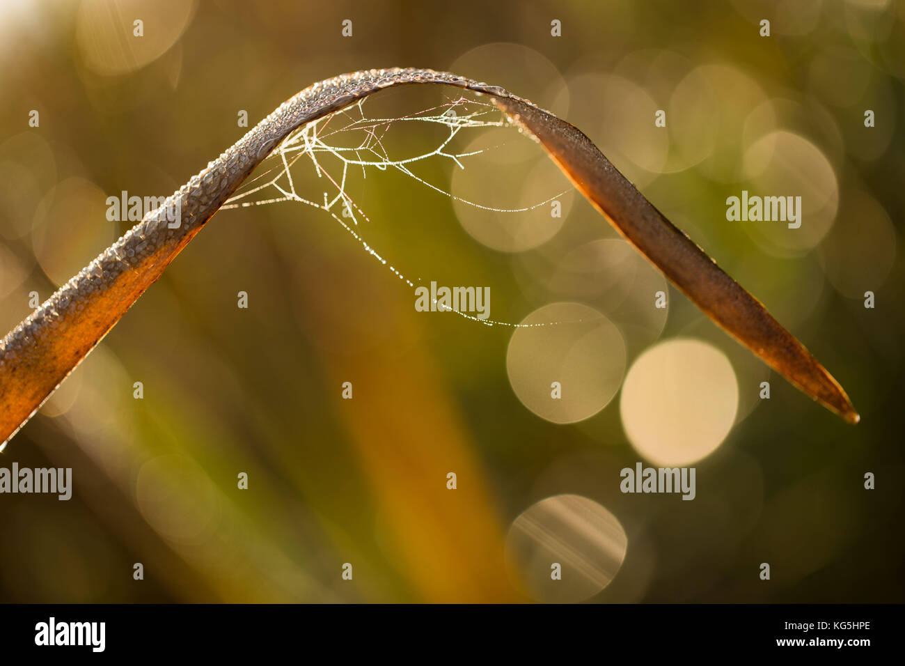 Shiny spider web e rugiada dropletss sul pettine, natura con sfondo bokeh di fondo Foto Stock