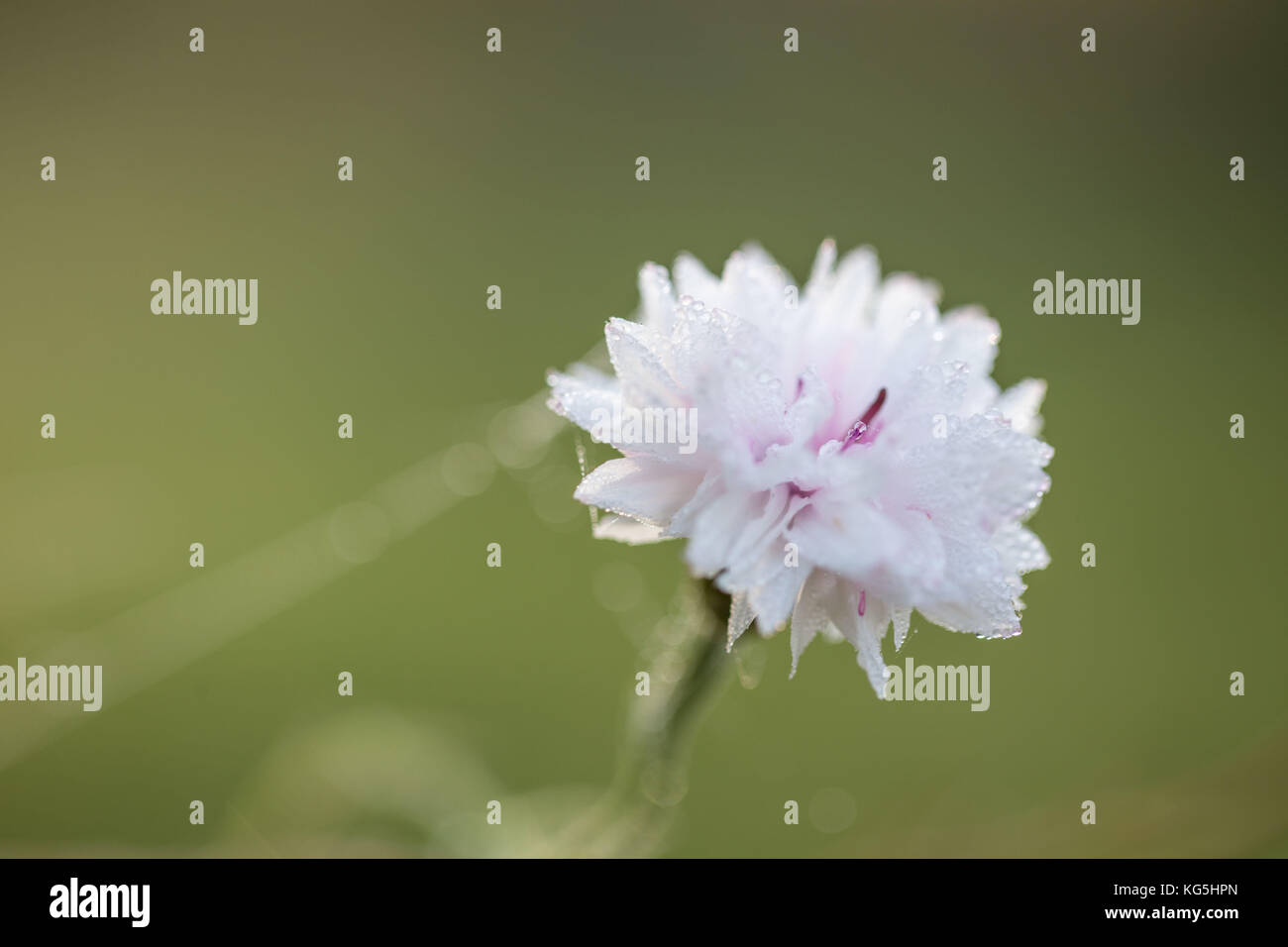 Gocce di rugiada su petali di fiordaliso, sfondo bokeh di fondo Foto Stock