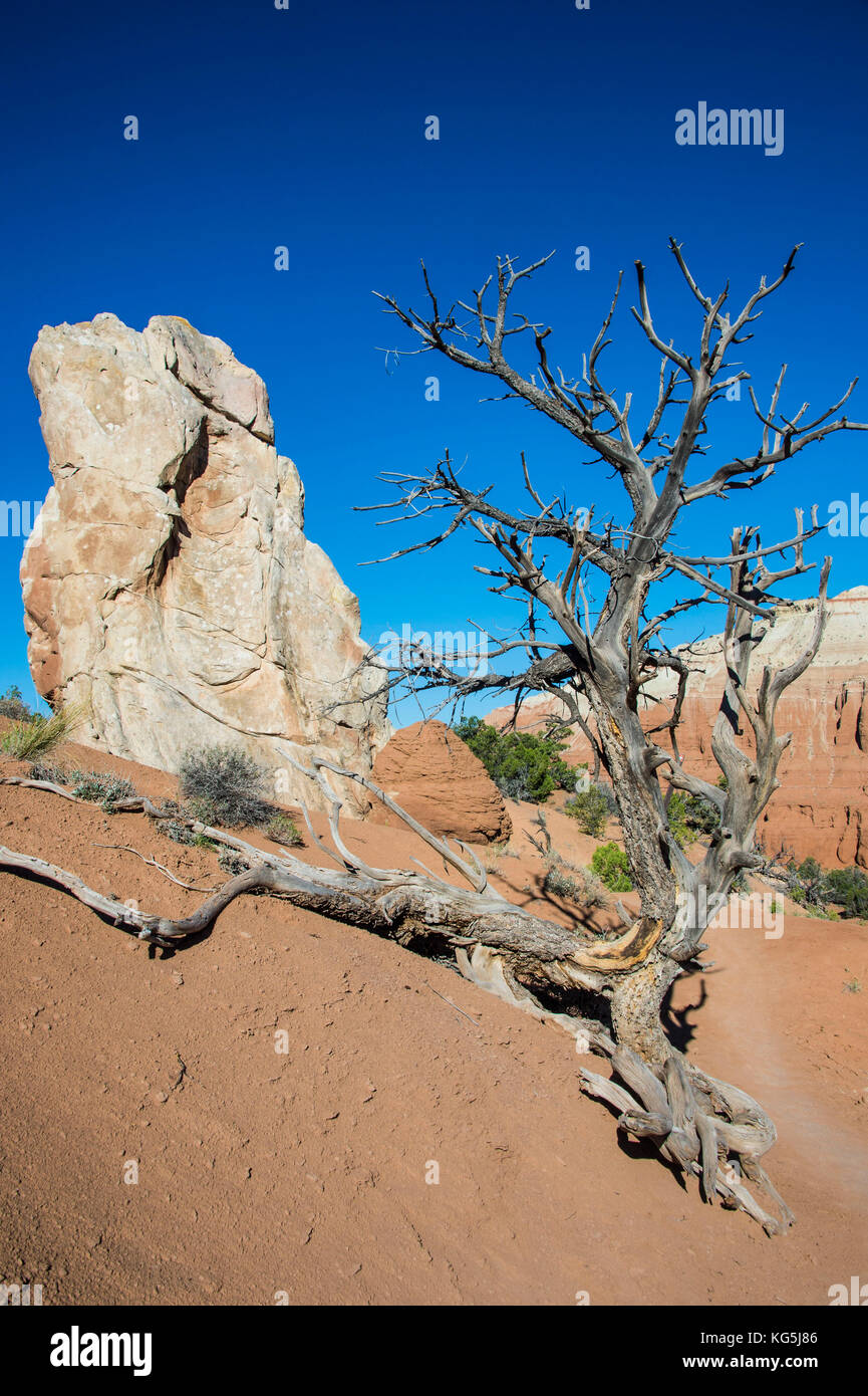 Monolito di pietra nel bacino kodakchrome parco statale, Utah, Stati Uniti d'America Foto Stock