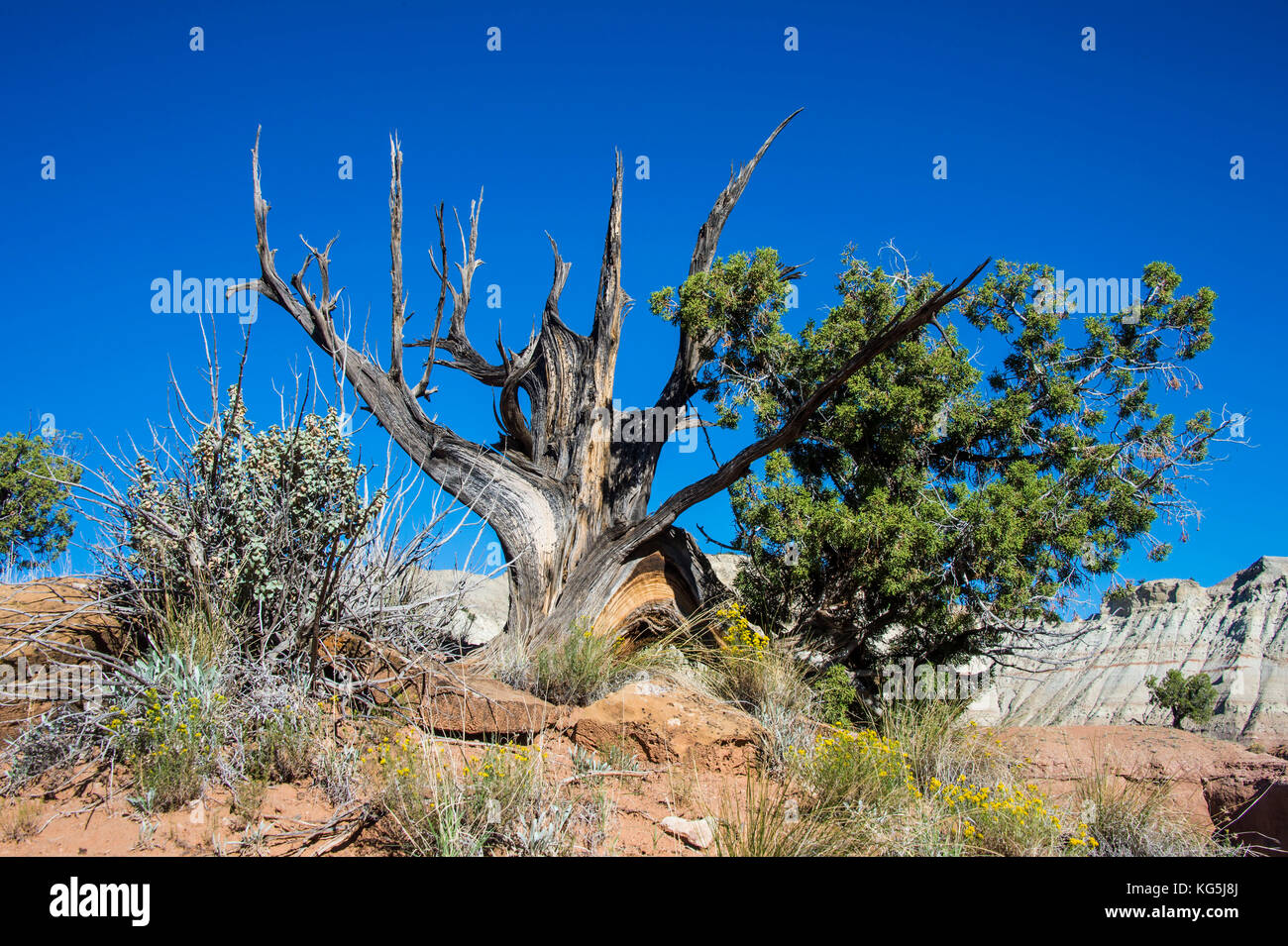 Albero morto nel bacino kodakchrome parco statale, Utah, Stati Uniti d'America Foto Stock