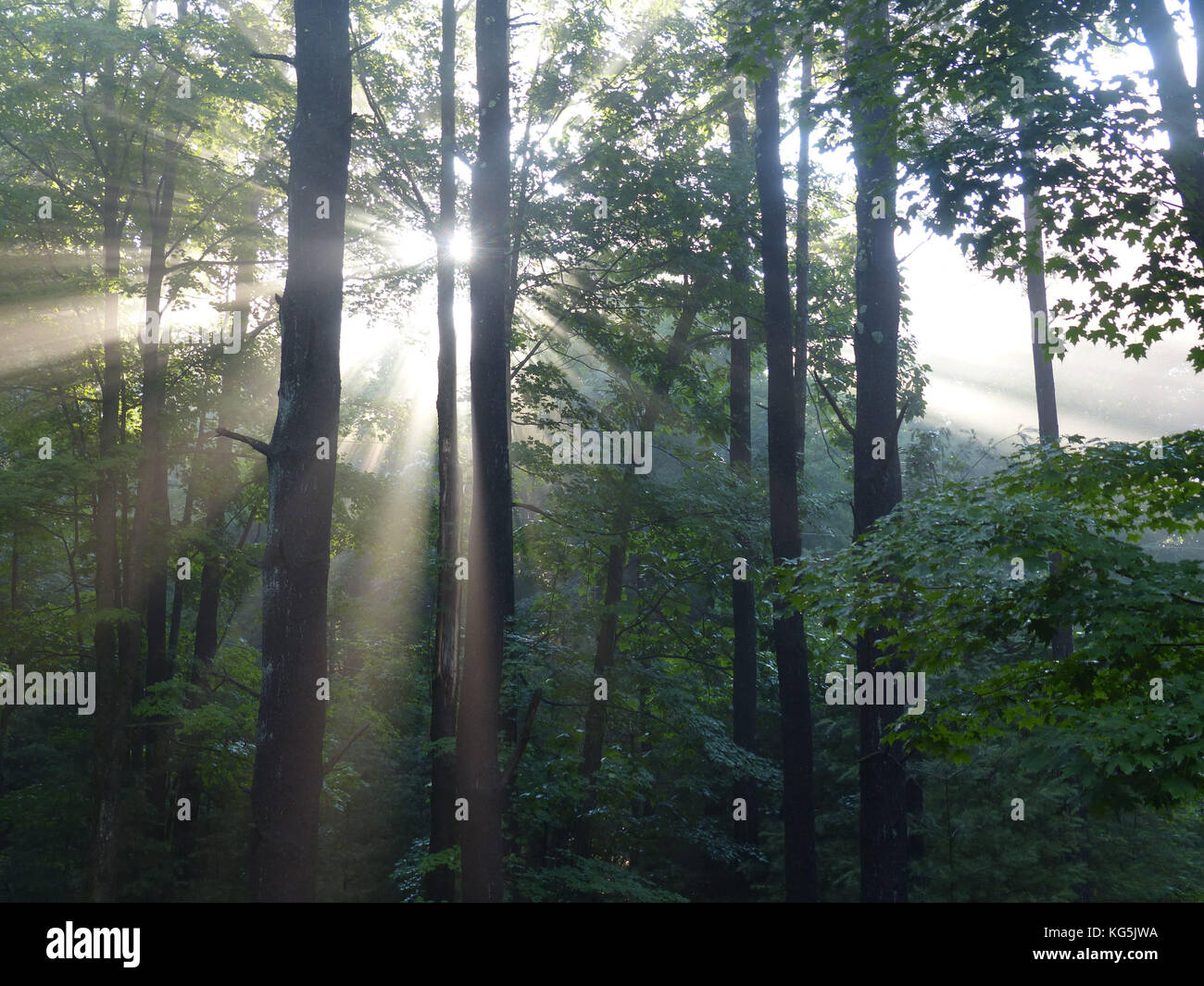 La luce del mattino che splende attraverso la foresta Foto Stock