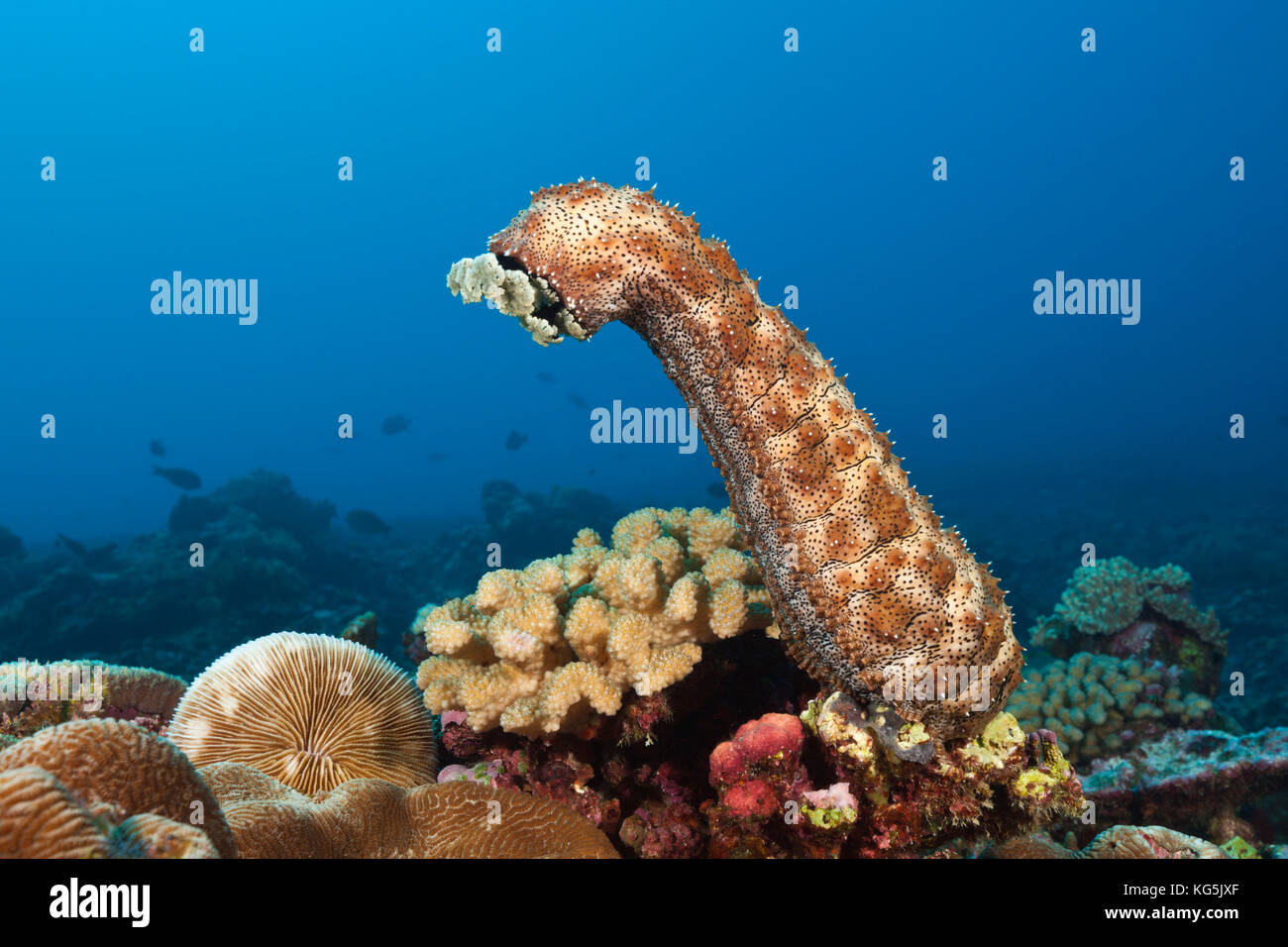 Striato di cetrioli di mare, bohadschia graeffei, isola Christmas, australia Foto Stock