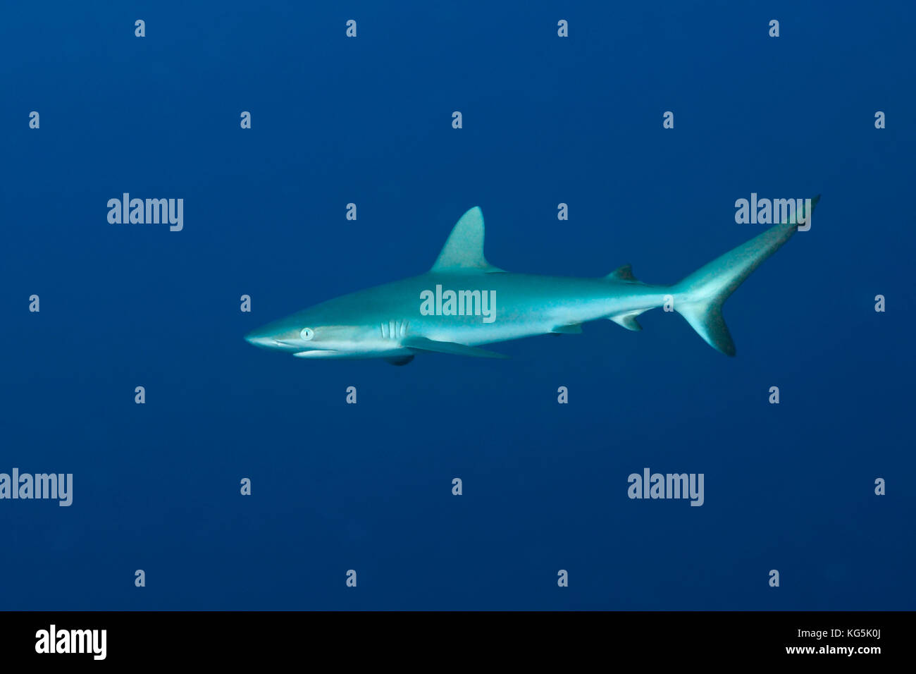 Grey Reef shark carcharhinus amblyrhynchos, isola Christmas, australia Foto Stock