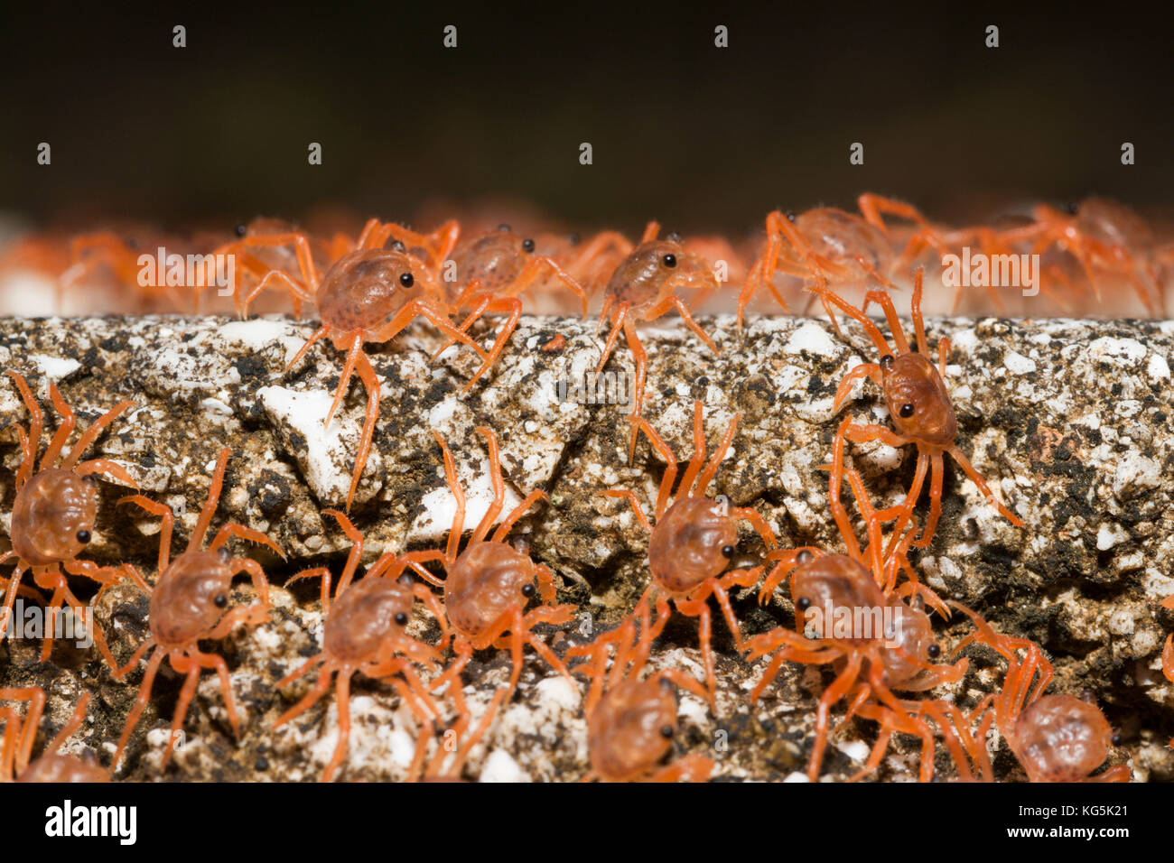 Il novellame di granchi di ritornare sulla Terra, gecarcoidea natalis, isola Christmas, australia Foto Stock