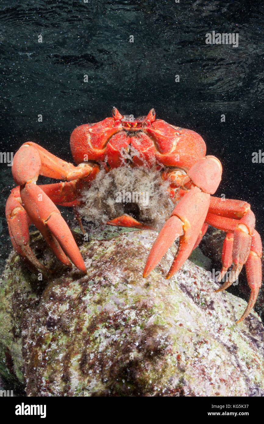 Isola di Natale granchio rosso uova di rilascio in oceano, gecarcoidea natalis, isola Christmas, australia Foto Stock