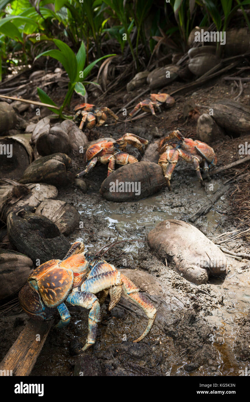 Gruppo di robber crab Birgus latro, isola Christmas, australia Foto Stock