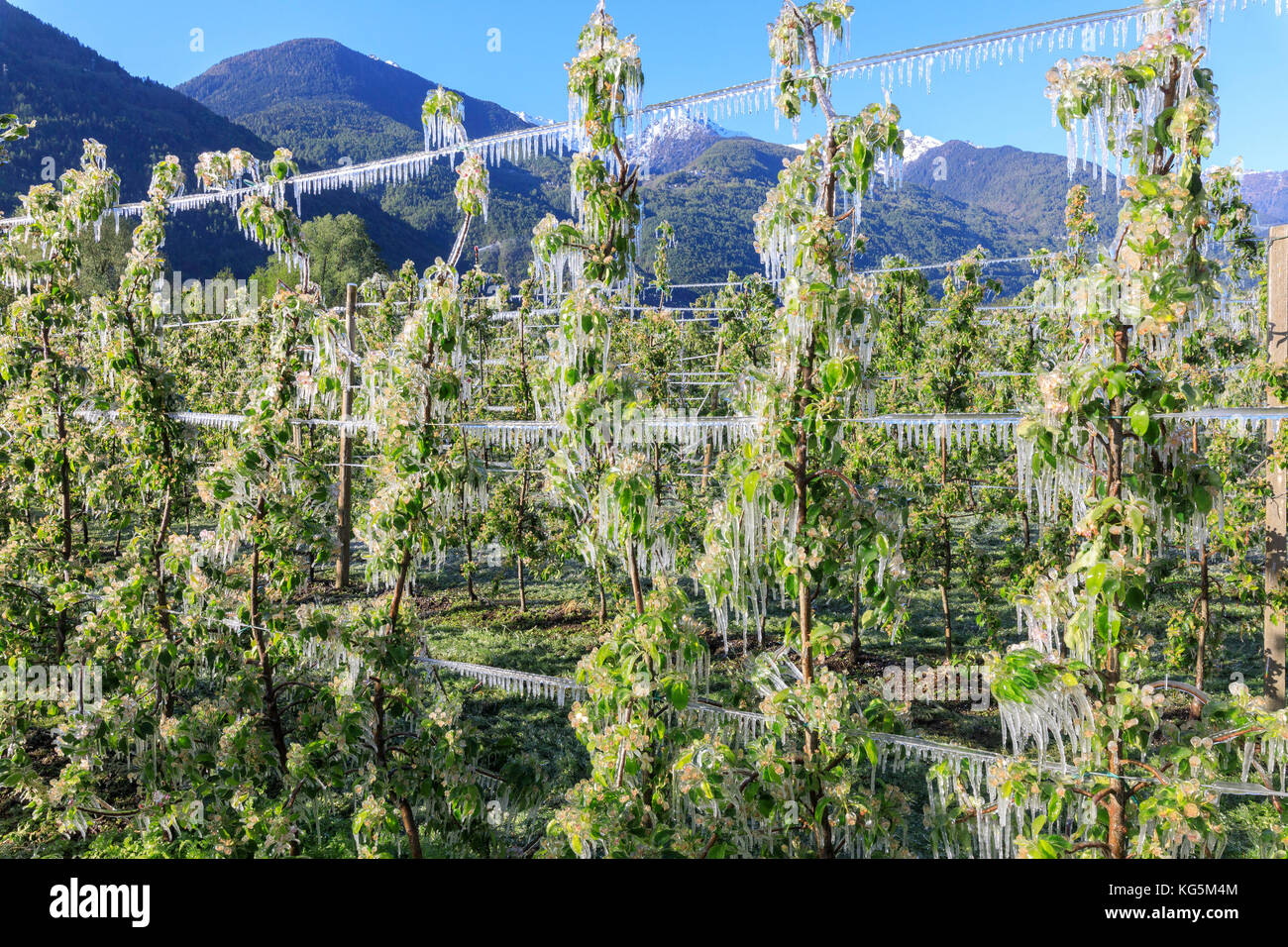 Blue sky sui frutteti di mele ricoperta di ghiaccio nella primavera villa di tirano provincia di Sondrio valtellina lombardia italia Europa Foto Stock