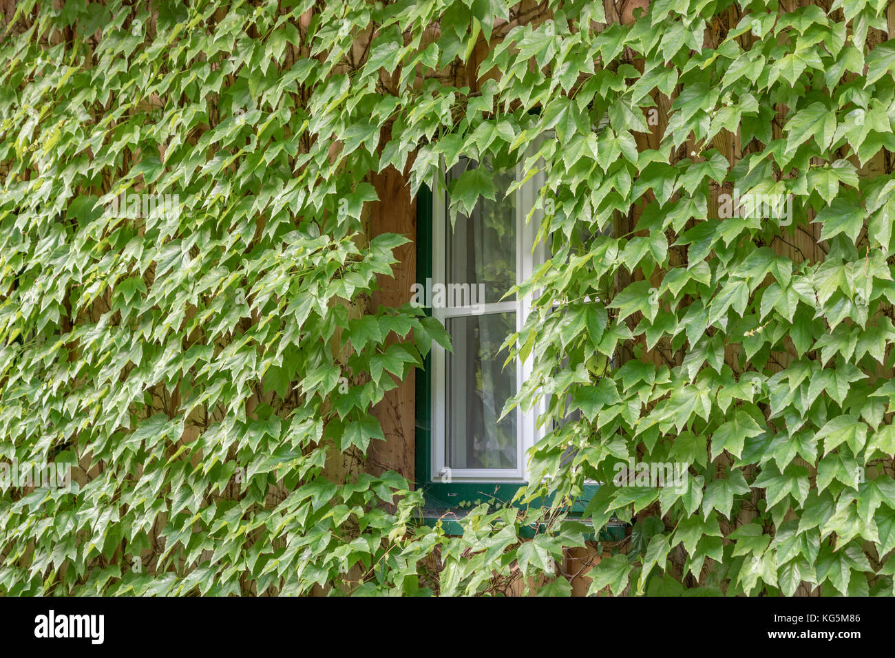 Dettaglio di una finestra incorniciata da foglie verdi nel villaggio austriaco di Hallstatt, Austria superiore, regione di Salzkammergut, Austria Foto Stock